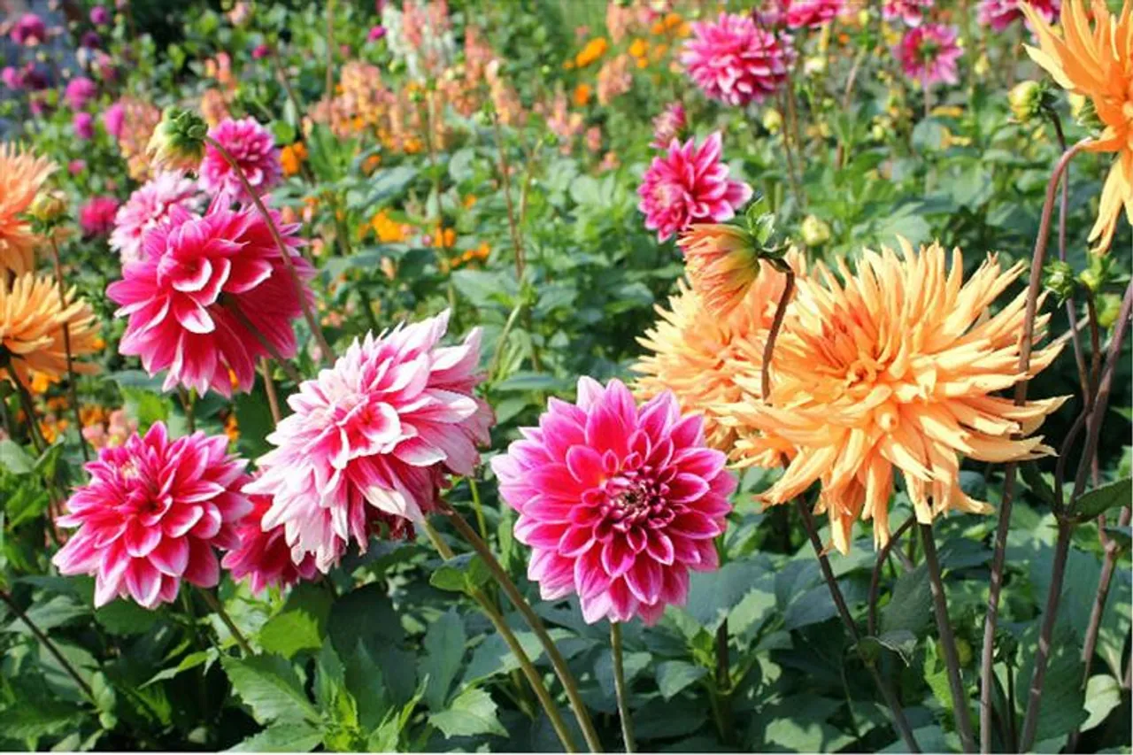 ডালিয়া ফুল চাষের সহজ পদ্ধতি