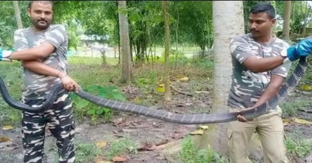 উদ্ধার বারো ফিট দৈর্ঘের কিং কোবরা!