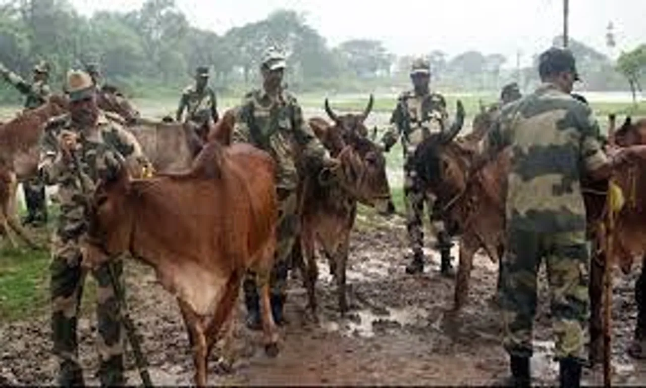 গরু পাচারকারী সন্দেহে ১ বাংলাদেশিকে আটক করল বিএসএফ