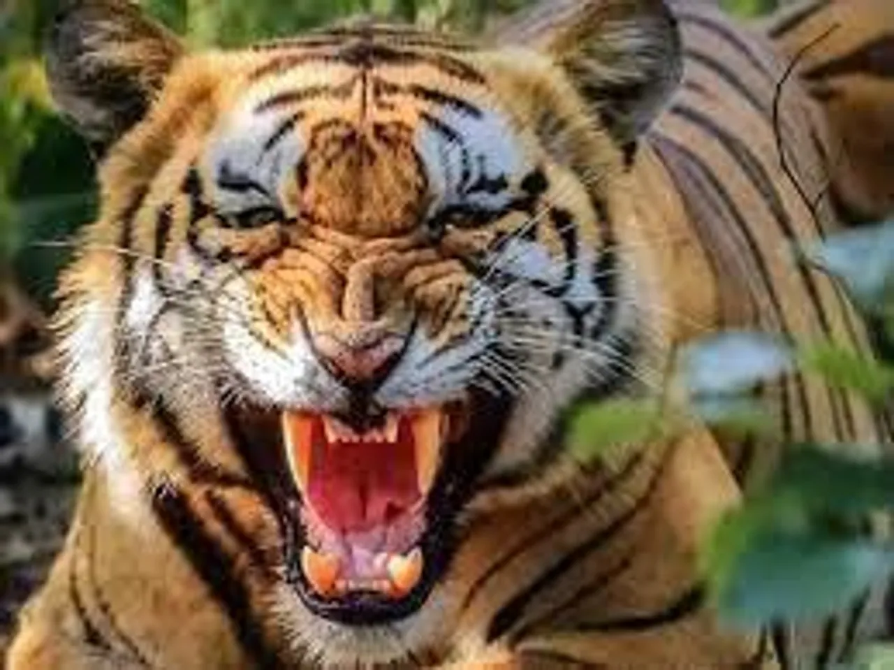 সুন্দরবনে ফের বাঘের আক্রমণে মৃত এক মৎস্যজীবী