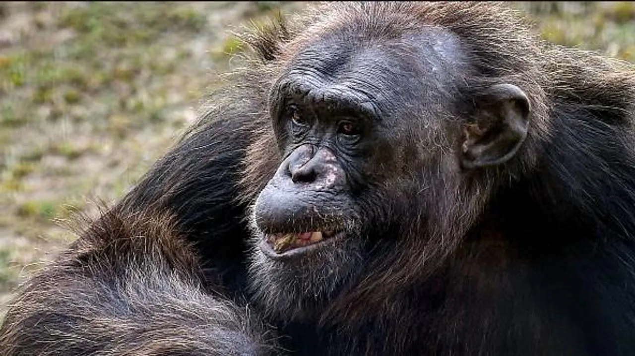 লখনউ চিড়িয়াখানার পুরুষ শিম্পাঞ্জি জেসনের মৃত্যু