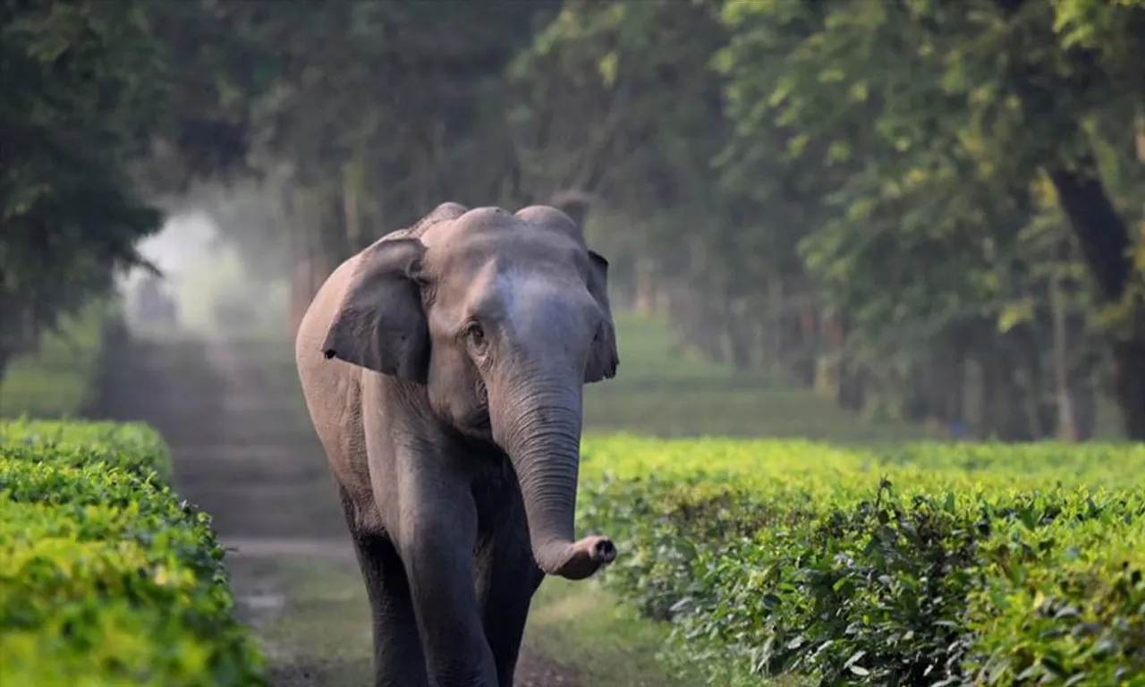বুনো হাতির হানায় আতঙ্কিত মানুষ