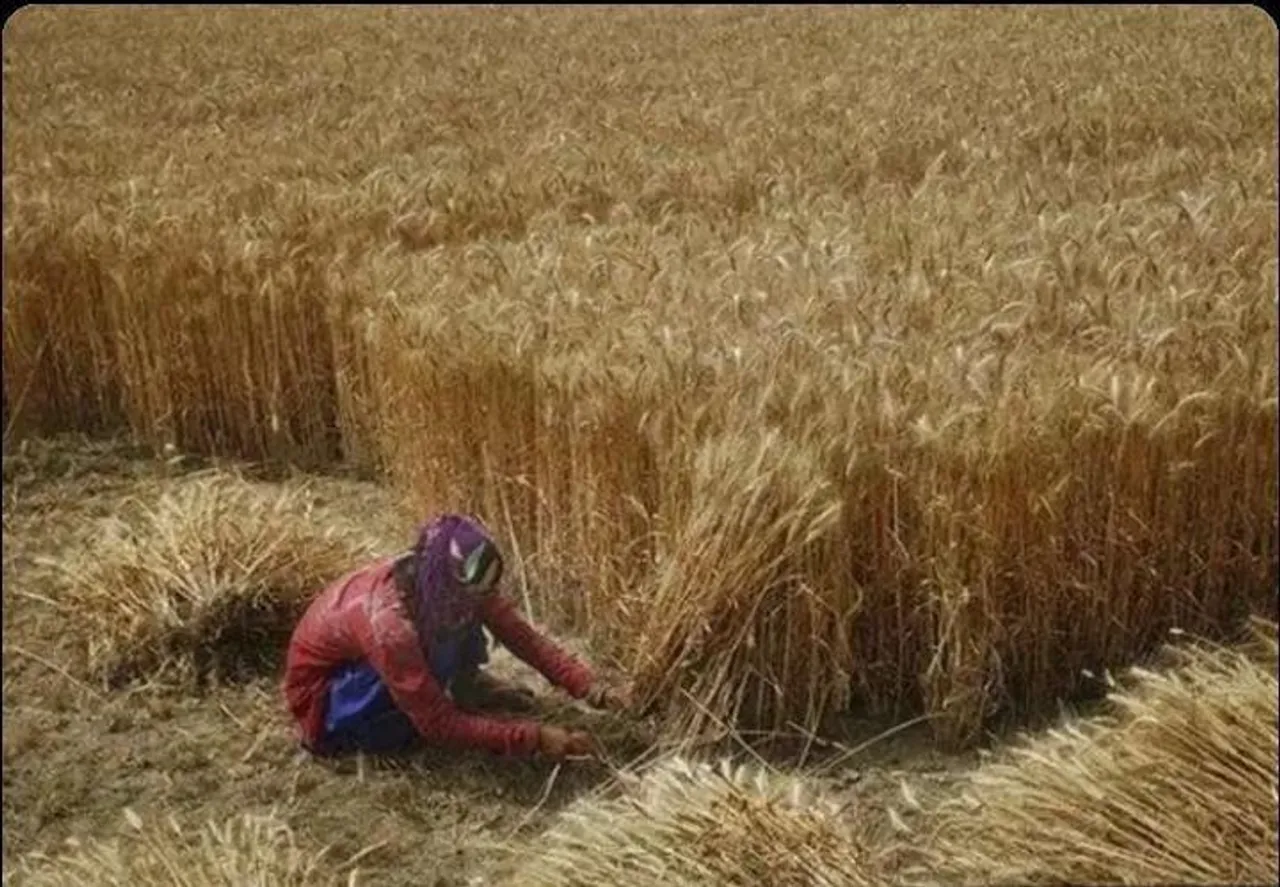 ভারতীয় গম রপ্তানি নিষিদ্ধ করল সংযুক্ত আরব আমিরাত