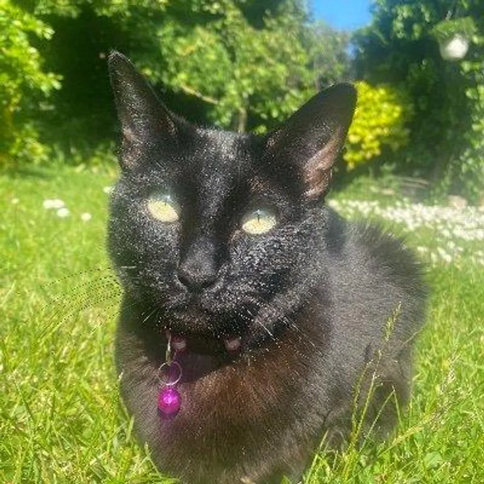 কাবুল বিমানবন্দরে এক মহিলার জন্য জারি হল এসওএস