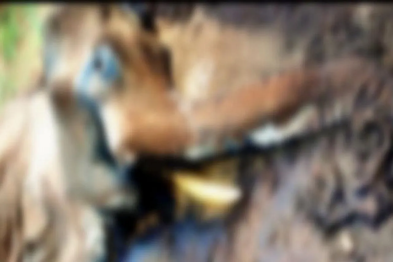 ফের তামিলনাড়ুতে হাতির মৃত্যু ঘিরে চাঞ্চল্য