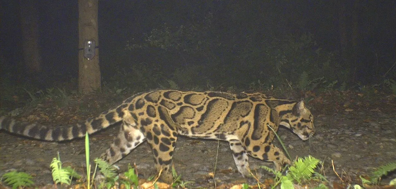 বক্সায় ট্র্যাপ ক্যামেরায় ধরা পড়ল ক্লাউডেড লেপার্ড