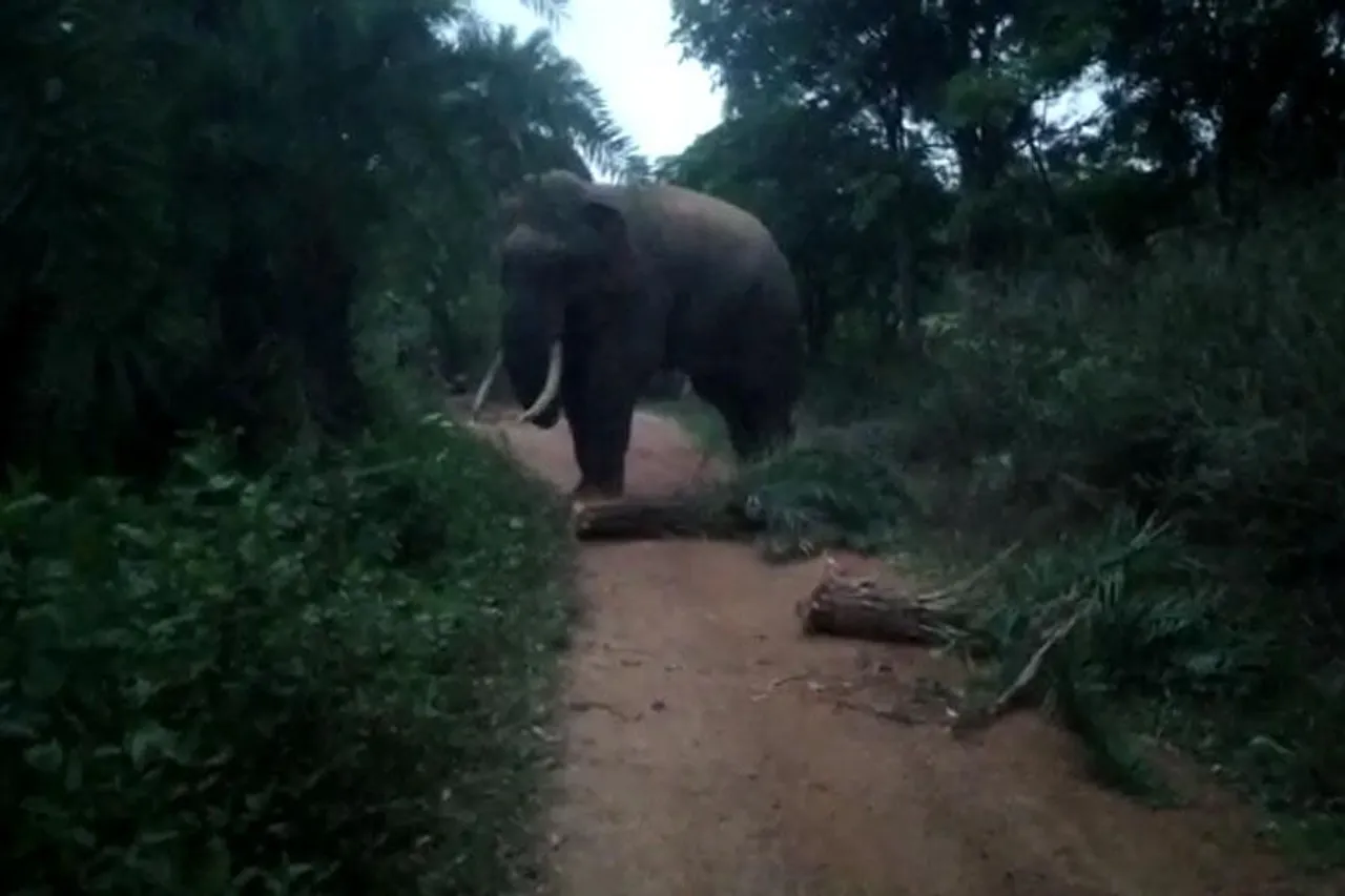 দলছুট দাঁতাল দাপিয়ে বেড়াচ্ছে ঝাড়গ্রামের পাথরা এলাকায়