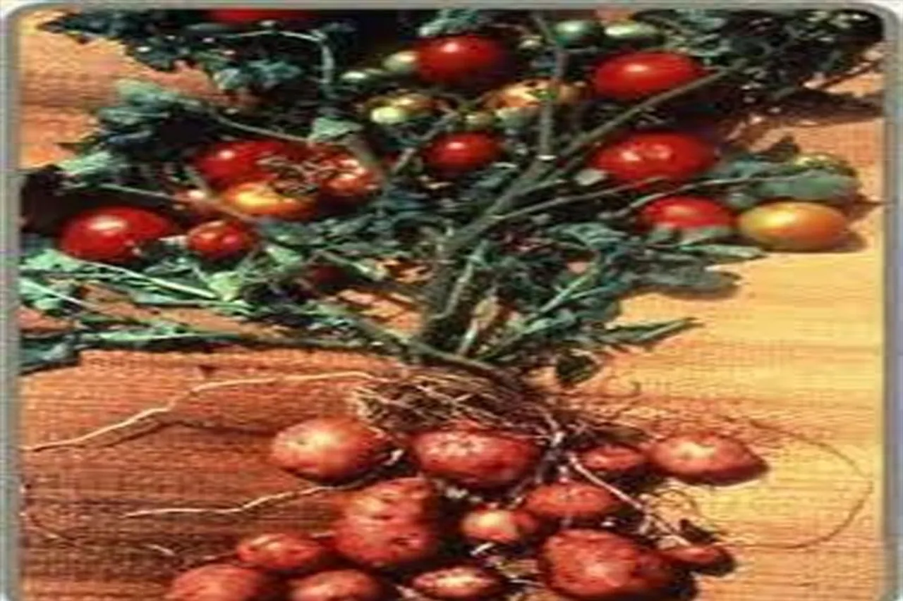 আলু এবং টম্যাটোর সংমিশ্রণে তৈরি 'পমাটো'