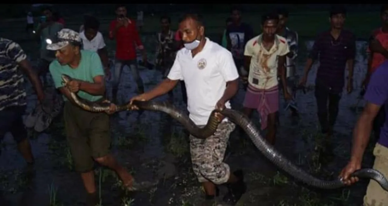 জলপাইগুড়িতে উদ্ধার ১৩ ফুট লম্বা কিং কোবরা