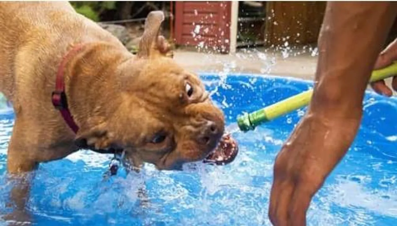 পিটবুলের কামড়ে ক্ষতবিক্ষত বালকের মুখ, পড়ল ২০০টি সেলাই