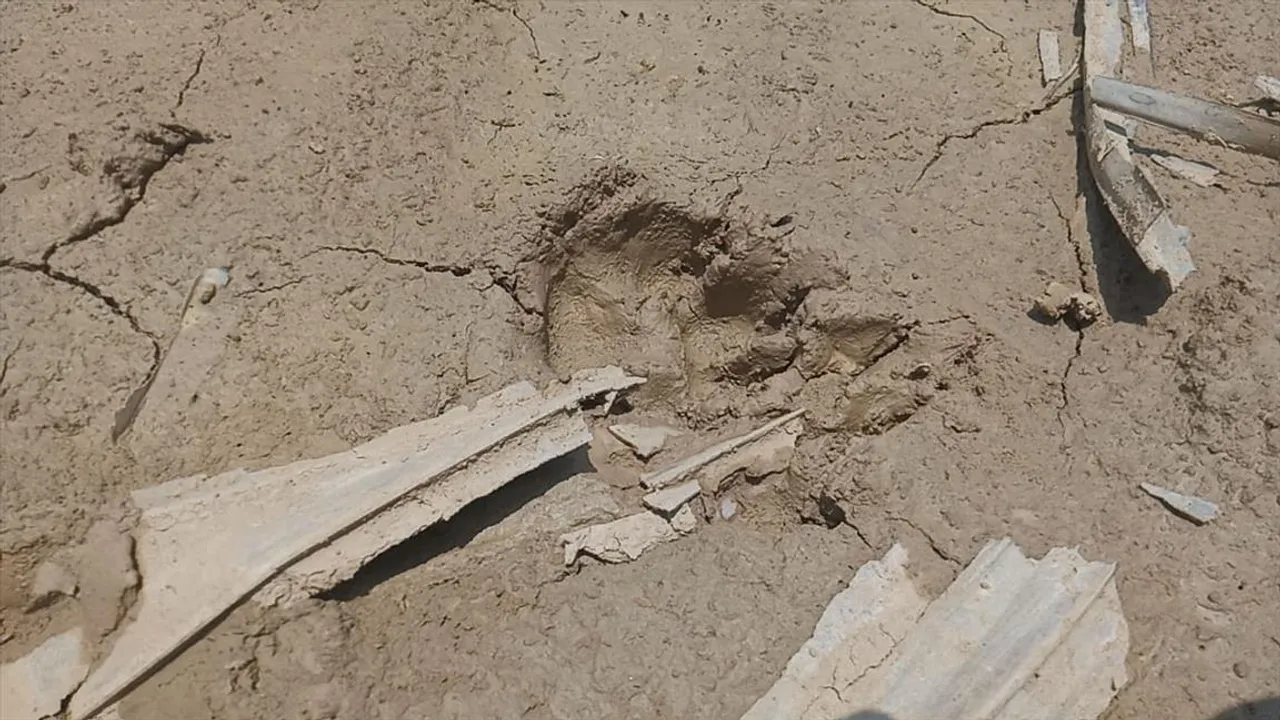 অজানা জন্তুর পায়ের ছাপ ঘিরে আতঙ্ক ঝাড়গ্রামে