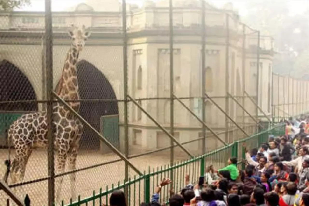 বছরের প্রথম দিনে জনজোয়ার চিড়িয়াখানায়