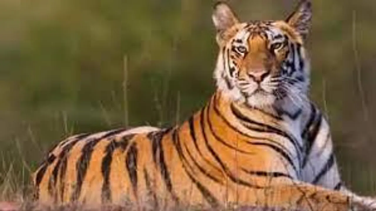 কুলতলির ডোঙ্গাজোড়া গ্রাম থেকে উদ্ধার হওয়া রয়্যাল বেঙ্গল সম্পূর্ণ সুস্থ