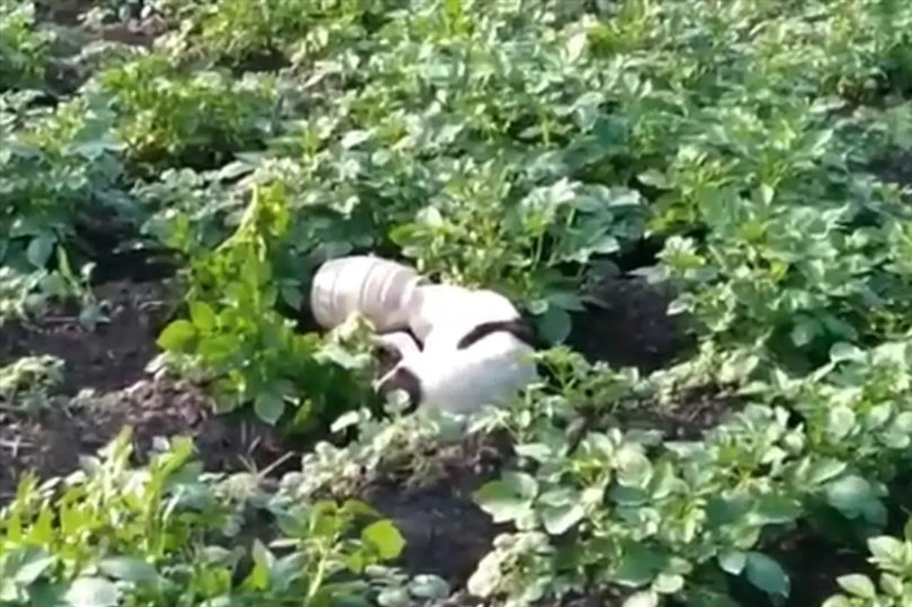 পথ কুকুরের মুখে ৫ দিন ধরে আটকে প্লাস্টিকের কৌটো