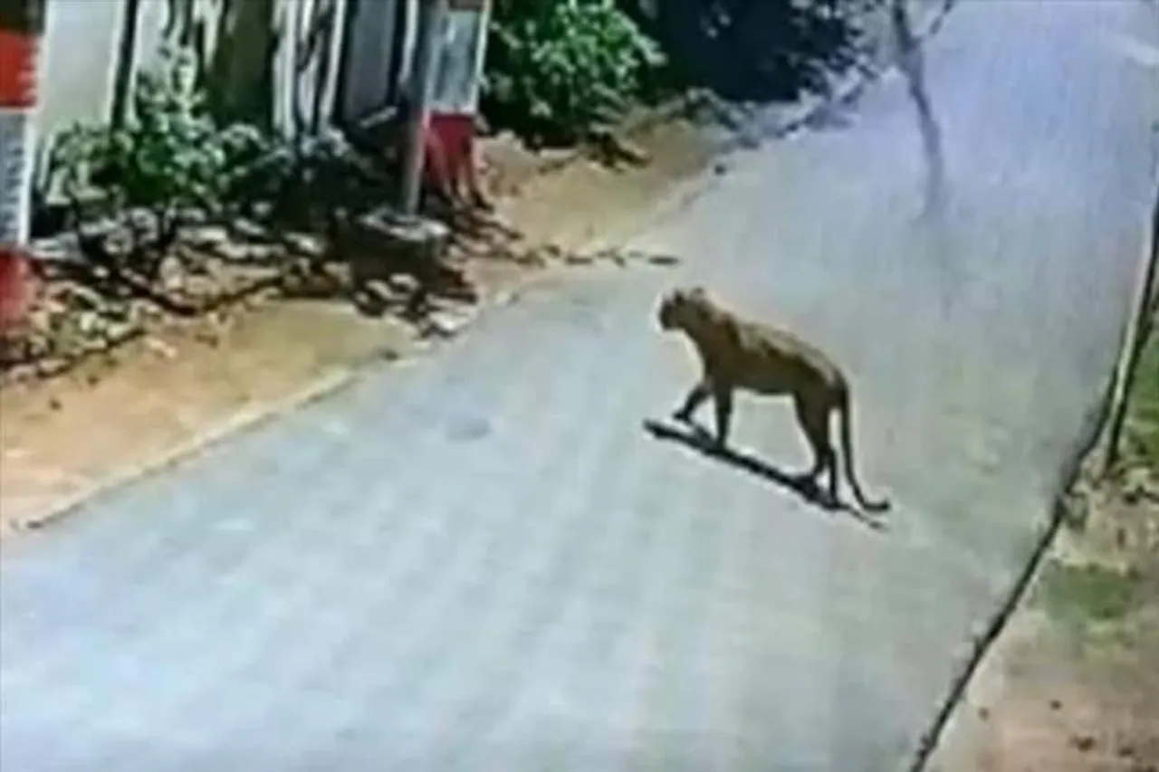 জেলা ম্যাজিস্ট্রেটের বাংলোয় চিতাবাঘ!