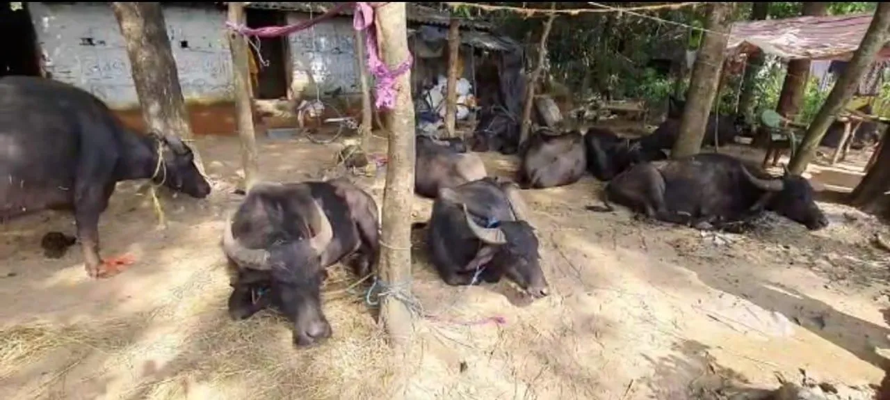 গরু ও মহিষ বোঝাই পিকআপ ভ্যান আটক করল  গুড়গুড়িপাল থানার পুলিশ