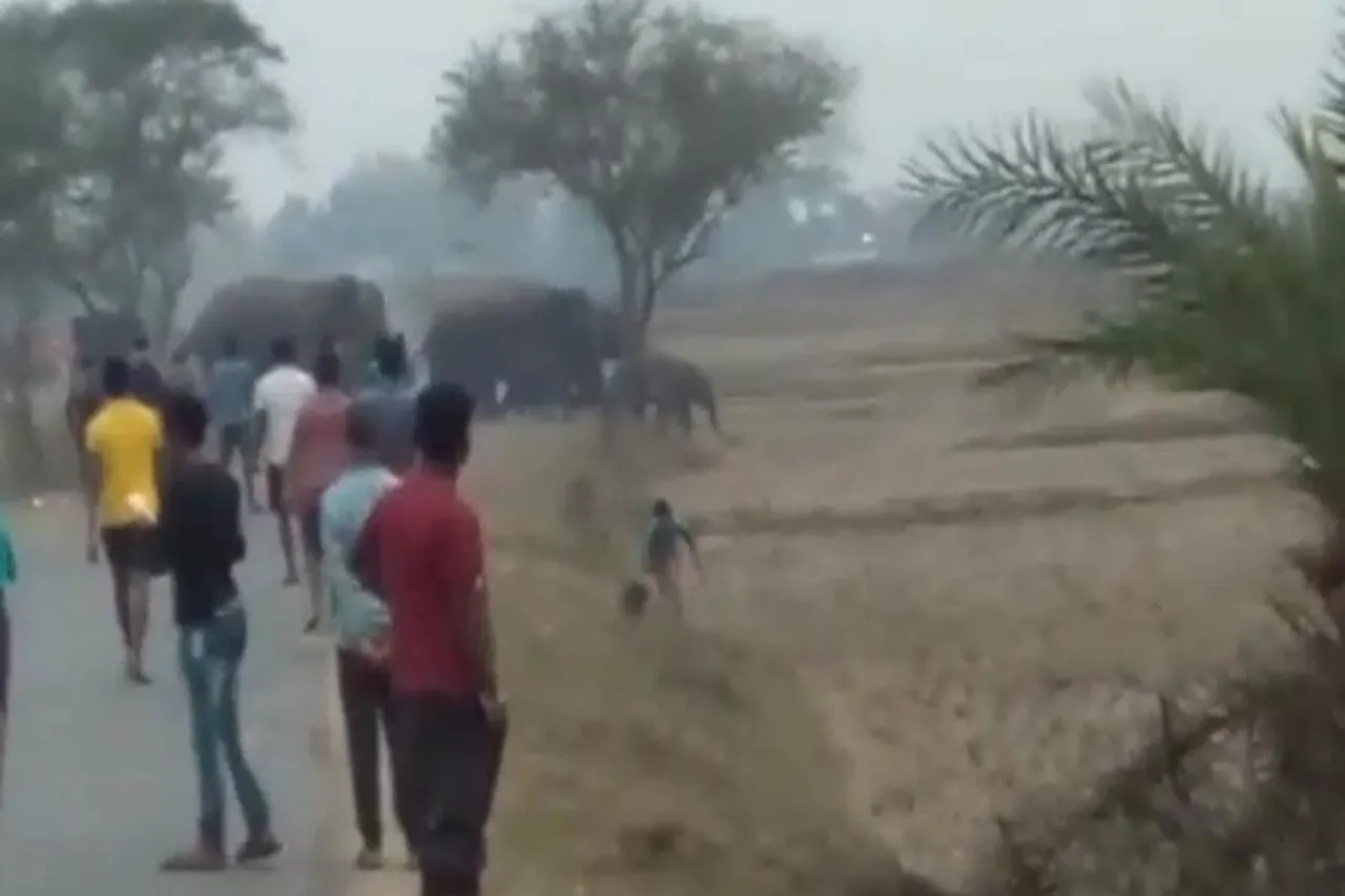 ঝাড়গ্রাম জুড়ে হাতির তাণ্ডব