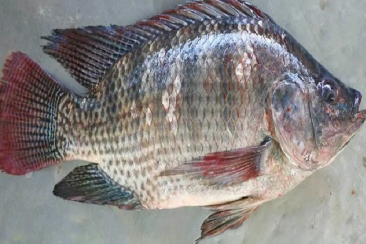 গিফট জাতের তেলাপিয়া চাষ করুন