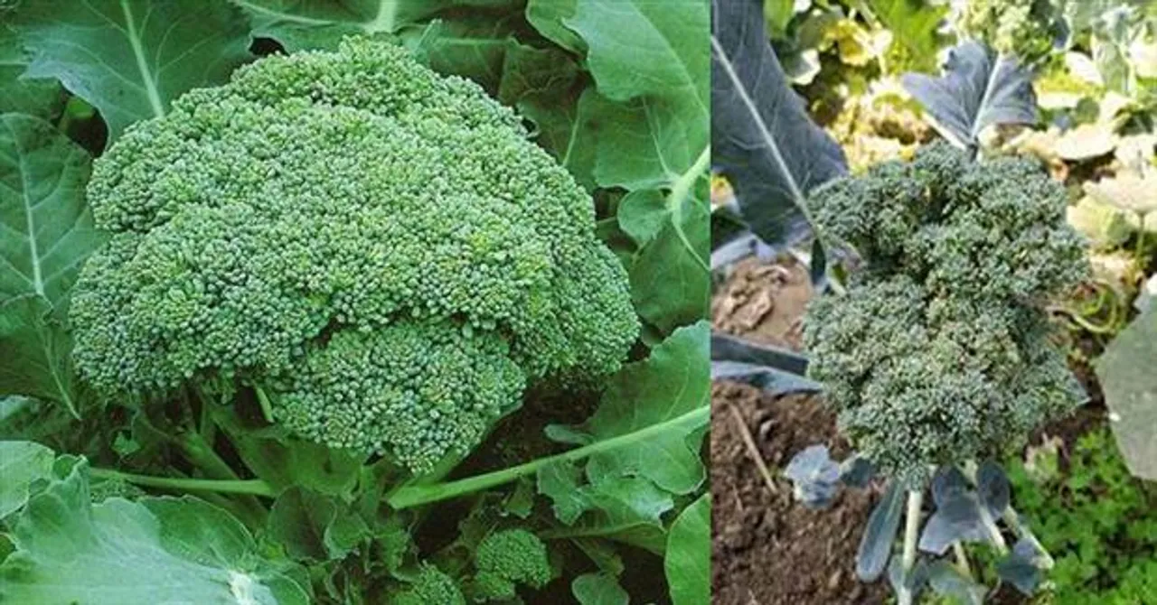 শীতের মরশুমে নিজের তৈরি বাগানেই ফলান ব্রোকলি
