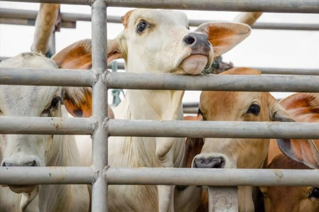 গরু পাচারকাণ্ডে CID-র হাতে গ্রেফতার ব্যবসায়ী