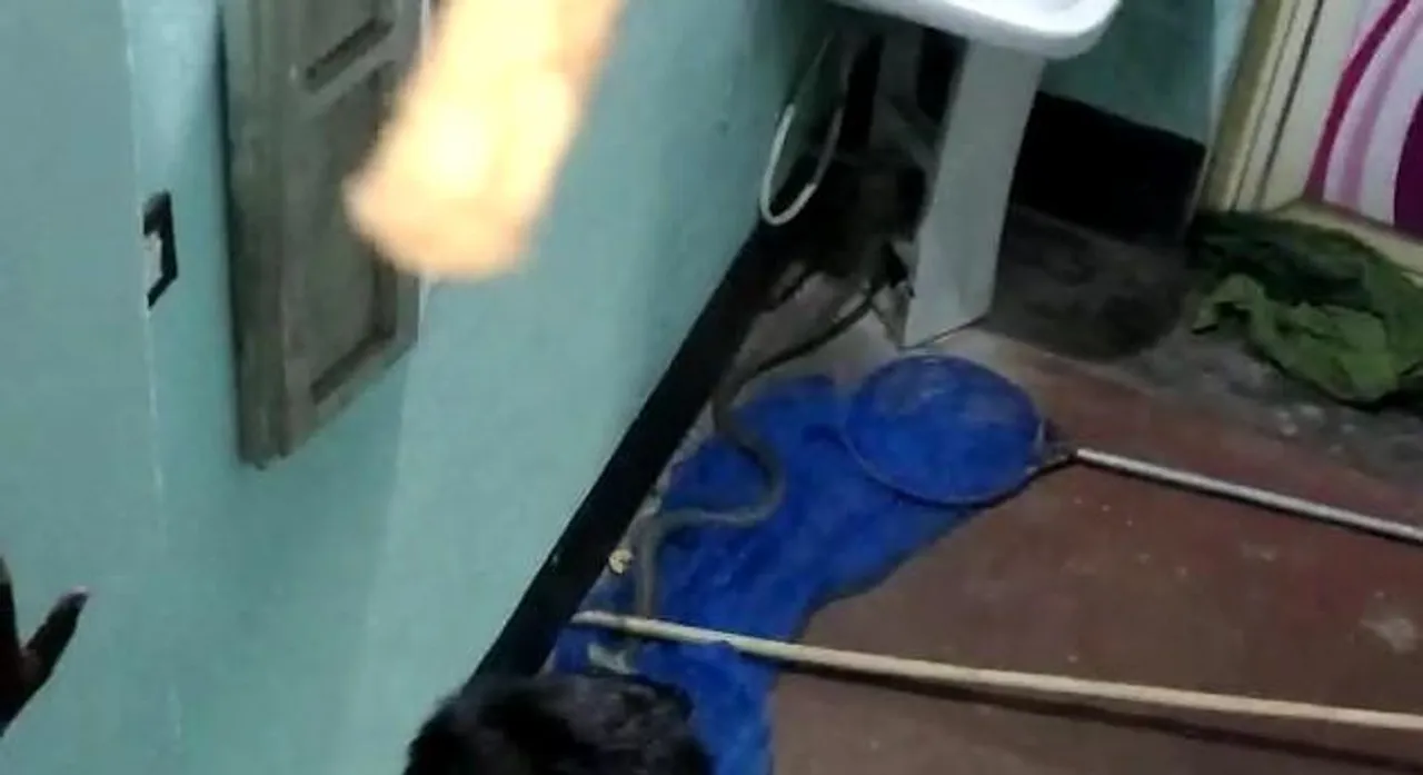 চন্দ্রকোনায় গৃহস্থের বাড়ি থেকে উদ্ধার বিশালাকার গোখরো