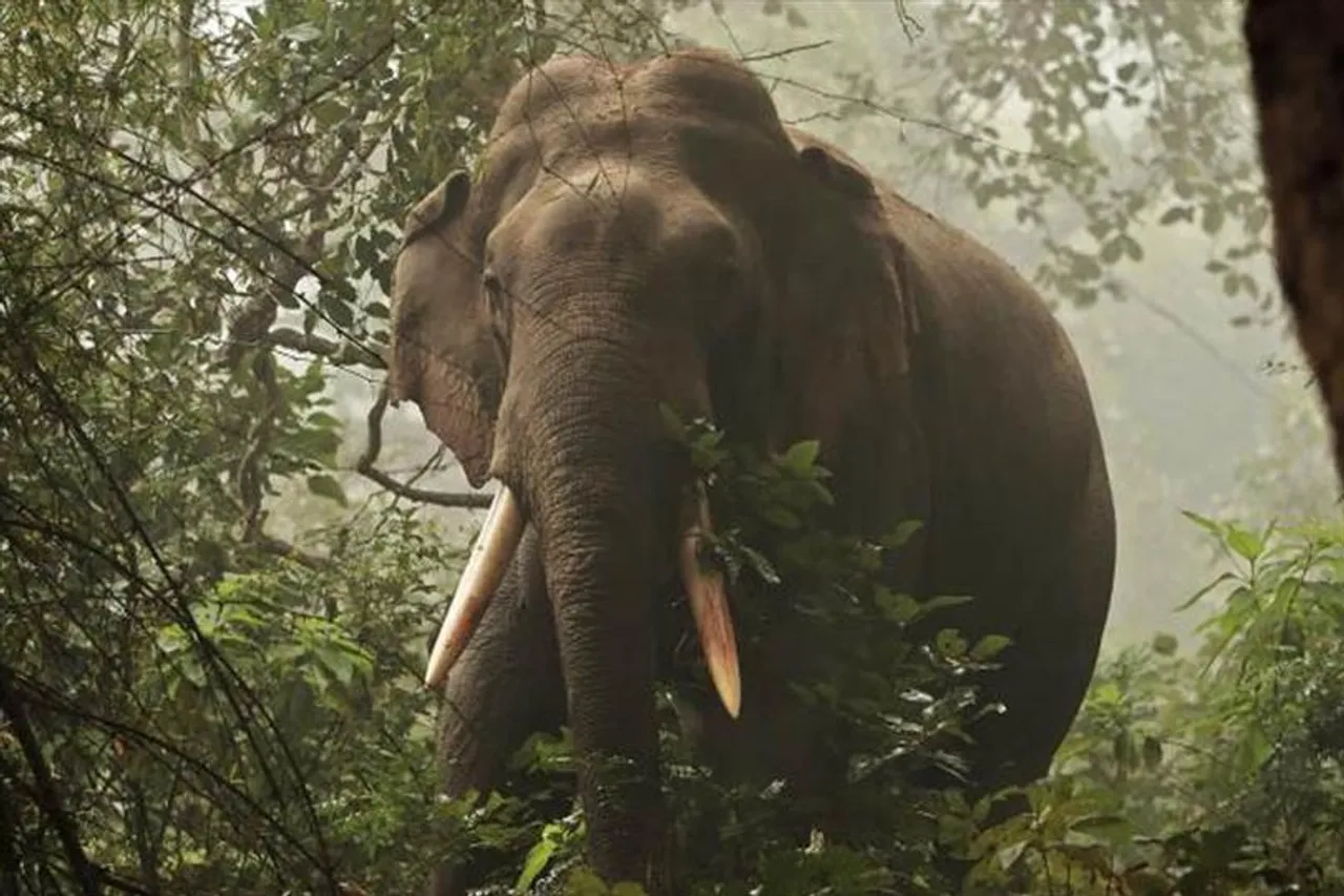 হাতির হানায় মৃত্যু যুবকের, ভাঙল বাড়ি