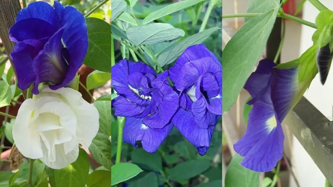 বাড়ির চাষ করুন অপরাজিতা ফুল