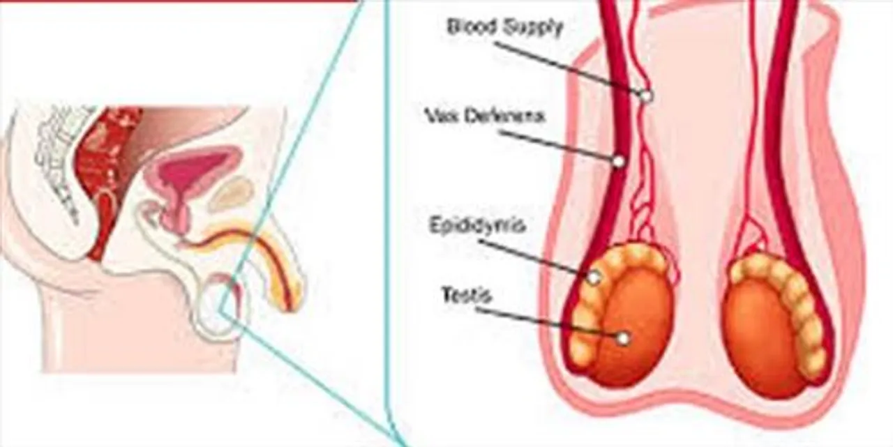 যৌন ইনফেকশন