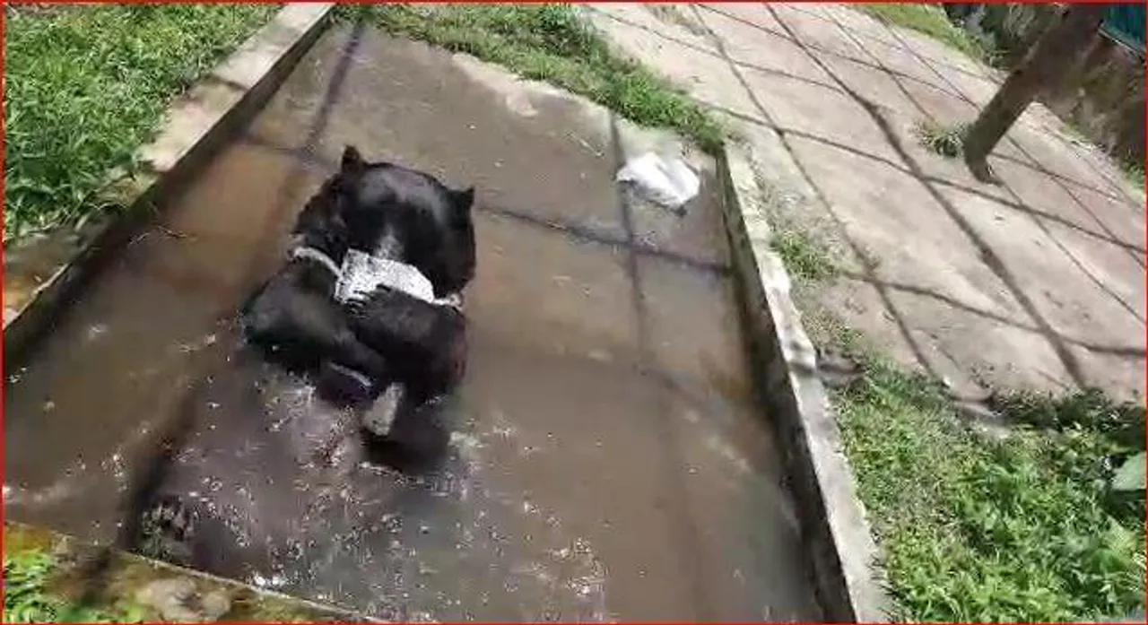 গরমের হাত থেকে বাঁচতে বরফ নিয়ে খেলায় মাতল ভাল্লুক