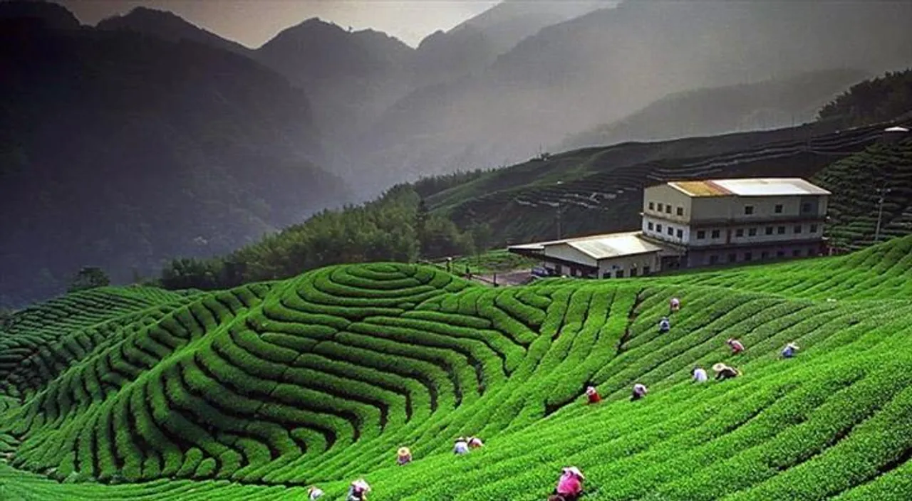 রাতের মায়াবি কৌশানি