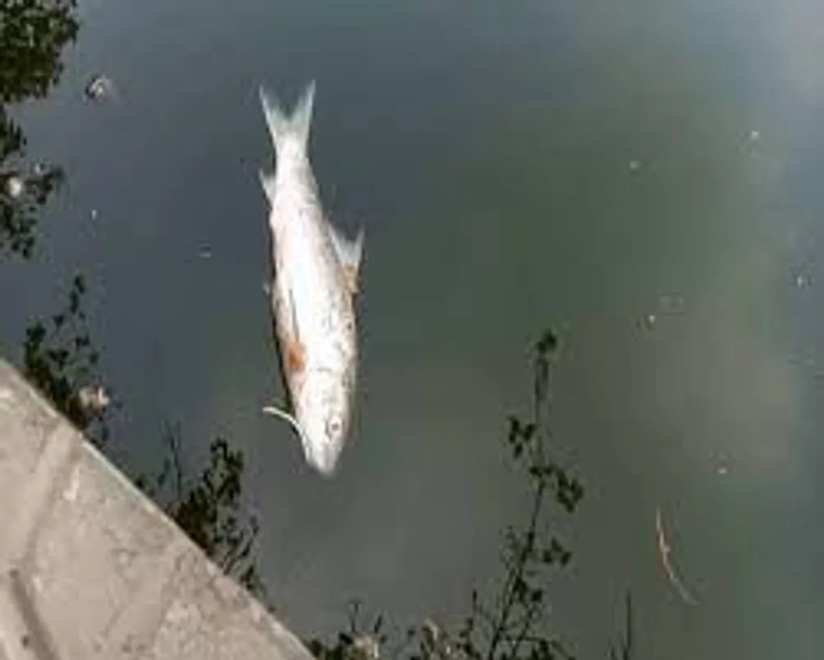 রবীন্দ্র সরোবরে ভেসে উঠল মরা মাছ