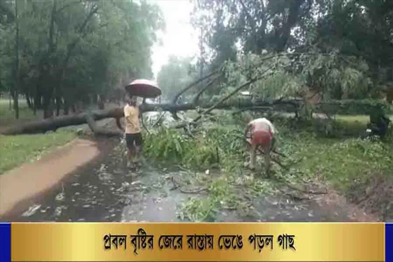 প্রবল বৃষ্টির জের, রাস্তায় ভেঙে পড়ল গাছ
