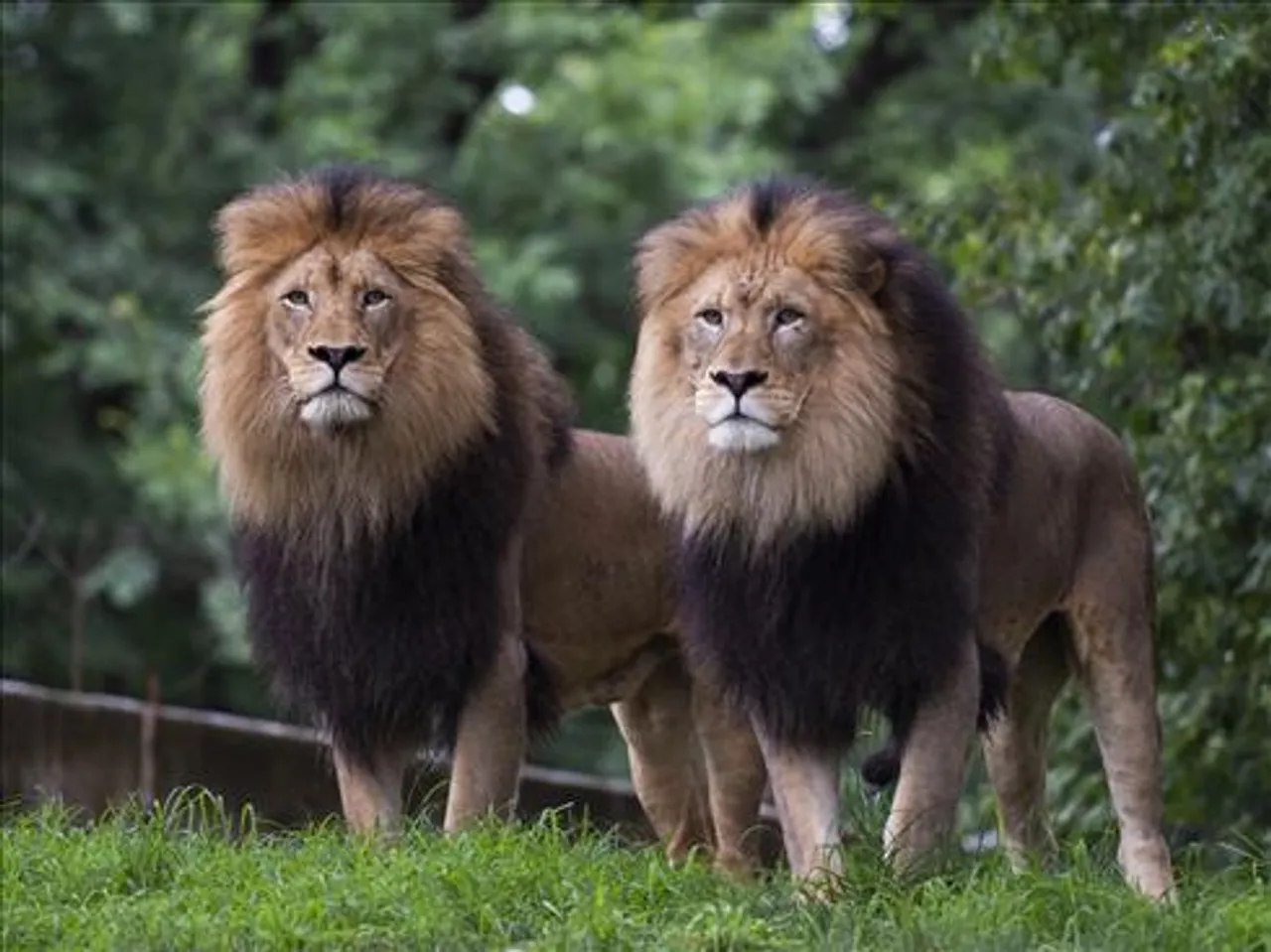 করোনা আক্রান্ত চিড়িয়াখানার চার সিংহ!