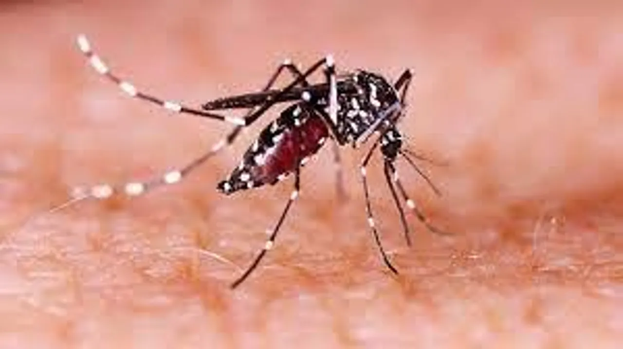 মৃত ১৫, রাজ্যে চোখ রাঙাচ্ছে ডেঙ্গি