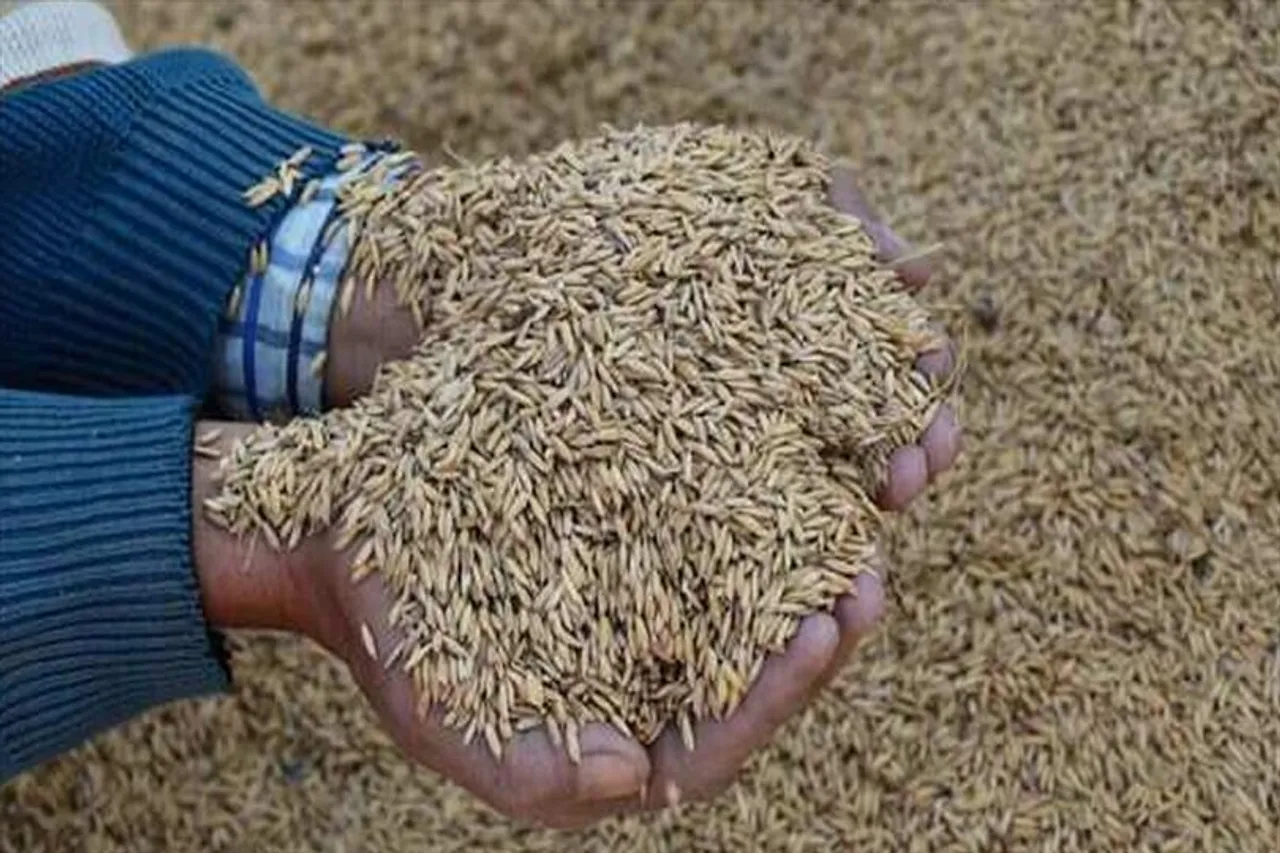 ভাঙা চাল, জৈব নন-বাসমতি চাল রপ্তানির উপর থেকে নিষেধাজ্ঞা তুলে নিল সরকার