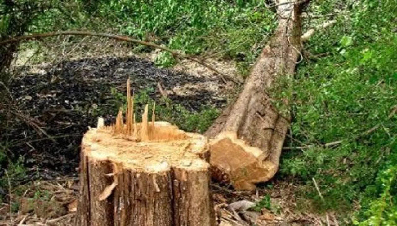 রাস্তা সম্প্রসারণ করতে ফের শুরু গাছ কাটা, সরব পরিবেশপ্রেমীরা