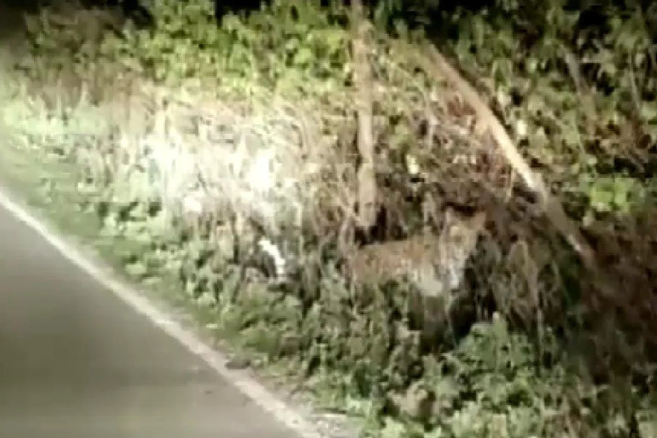 পাঠানকোটে চিতাবাঘের শাবকের দেখা মিলল, দেখুন ভিডিও