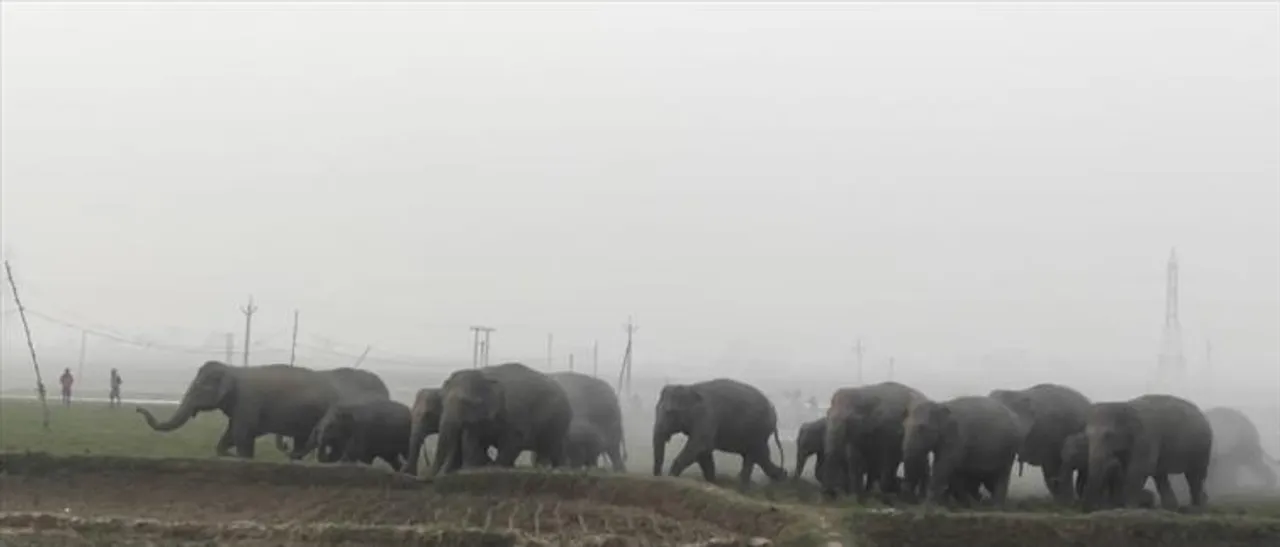 মেদিনীপুর জেলায় দাপাচ্ছে ৫০ টি হাতি, দেখুন ভিডিও