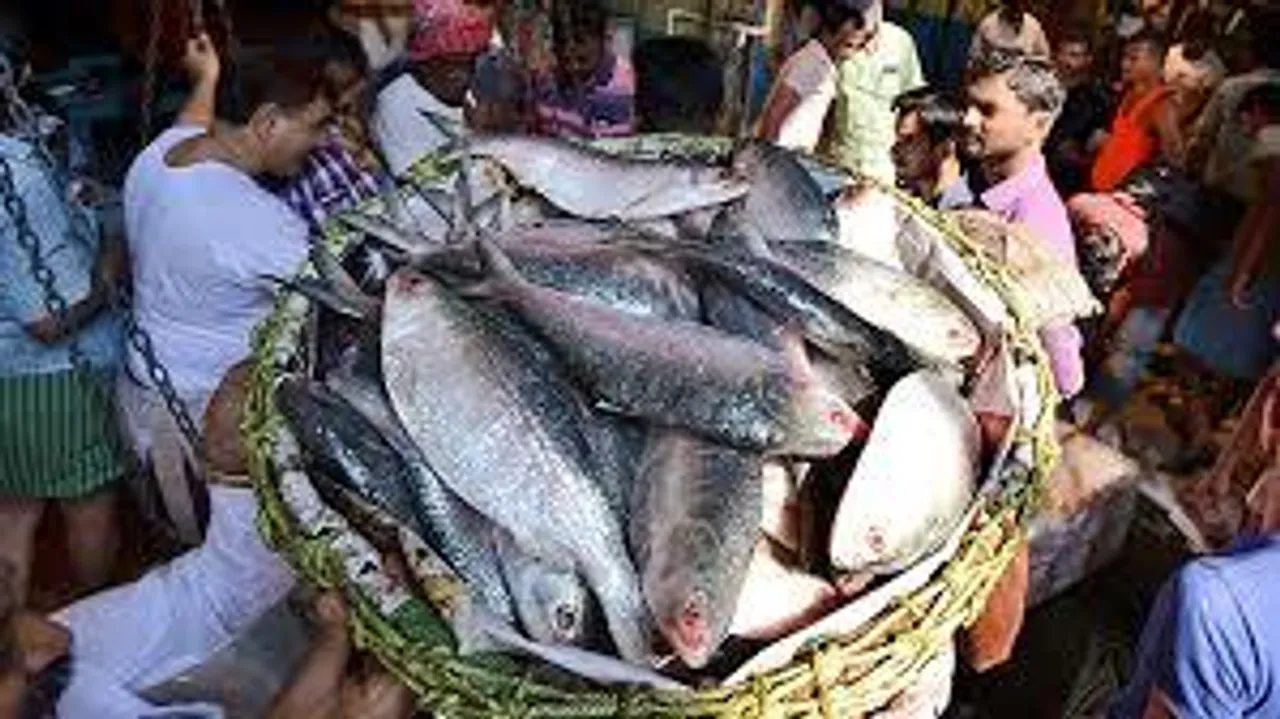 সুখবর! দুর্গাপূজোর আগেই হাওড়া মাছ বাজারে এল পদ্মার ইলিশ