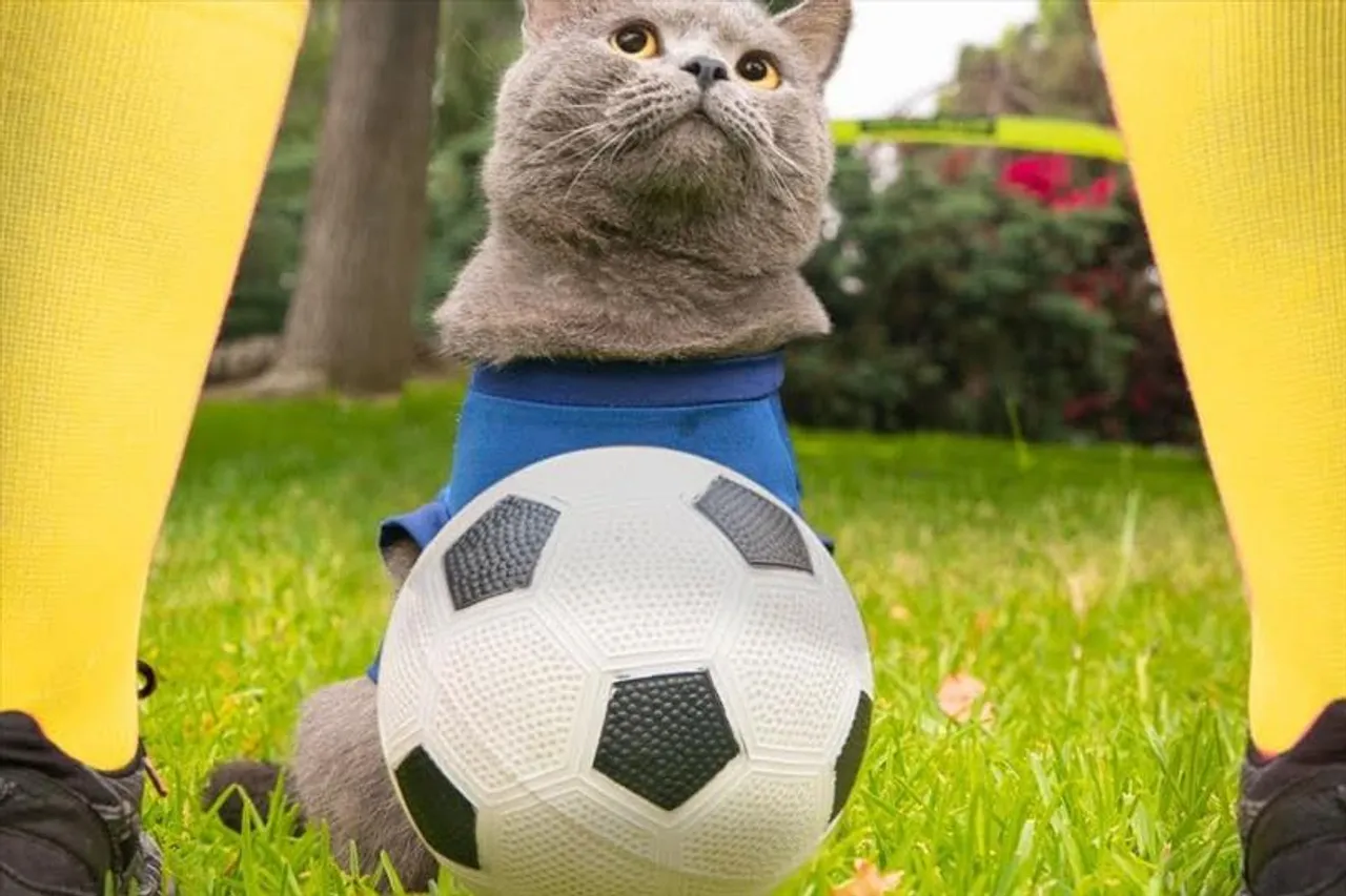 ফুটবল খেলছে বিড়াল, দেখুন ভিডিও