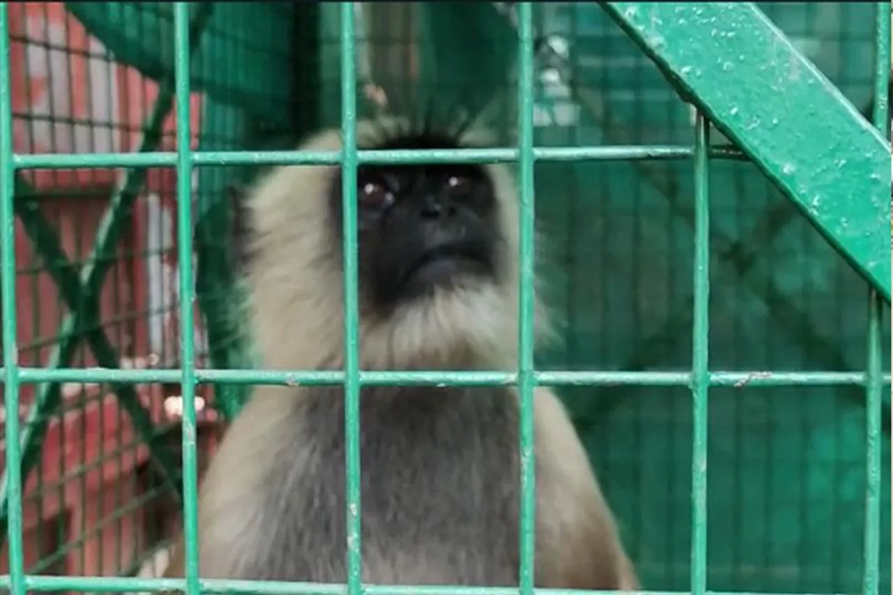 অসুস্থ বানরকে চিকিৎসার জন্য নিয়ে যাওয়া হল দুর্গাপুরের পশুপালন দফতরে