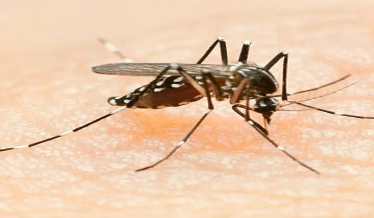 ডেঙ্গি নিয়ে উদ্বেগ বাড়ছে রাজ্যে, একদিনে আক্রান্ত ২৯২