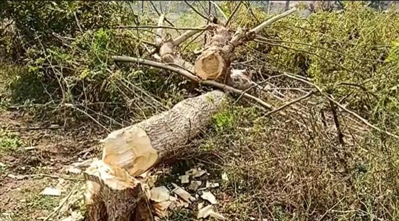 মূল্যবান গাছ কাটার অভিযোগ উঠল দুস্কৃতিদের বিরুদ্ধে