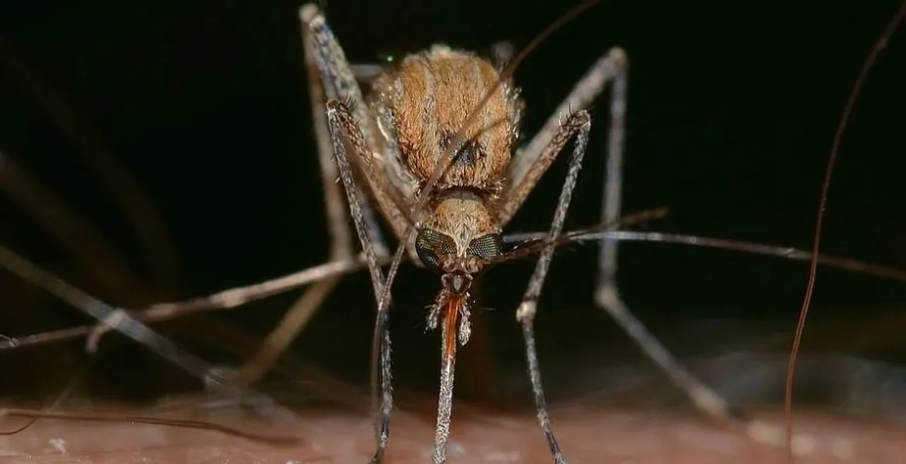 অসমে জাপানিজ এনসেফালাইটিসে মৃত ২৩