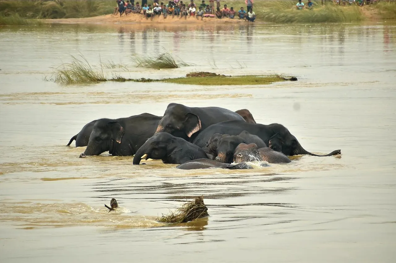 নদীর জলে ভেসে রইল দাঁতালের পাল