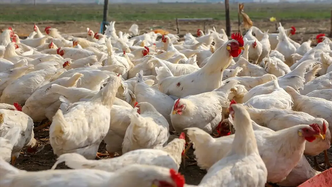 মহারাষ্ট্রে বাড়ছে বার্ড ফ্লু-র প্রকোপ