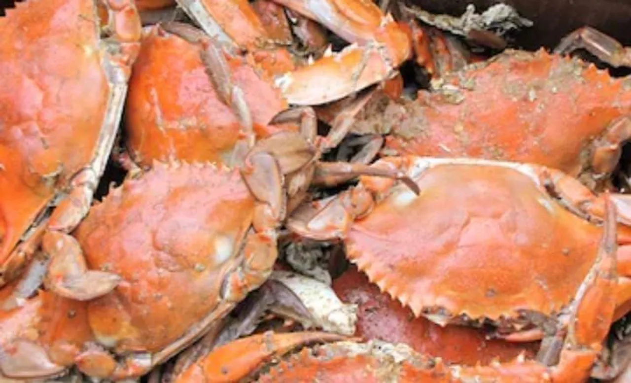 মেয়েকে চিমটি কাটার প্রতিশোধে জীবন্ত কাঁকড়া খেয়ে নিলো চীনা ব্যক্তি