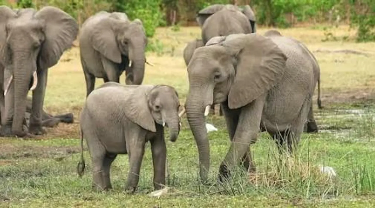 হাতির অবস্থান জানাতে হেল্পলাইন নম্বর চালু করল মেদিনীপুর বনবিভাগ