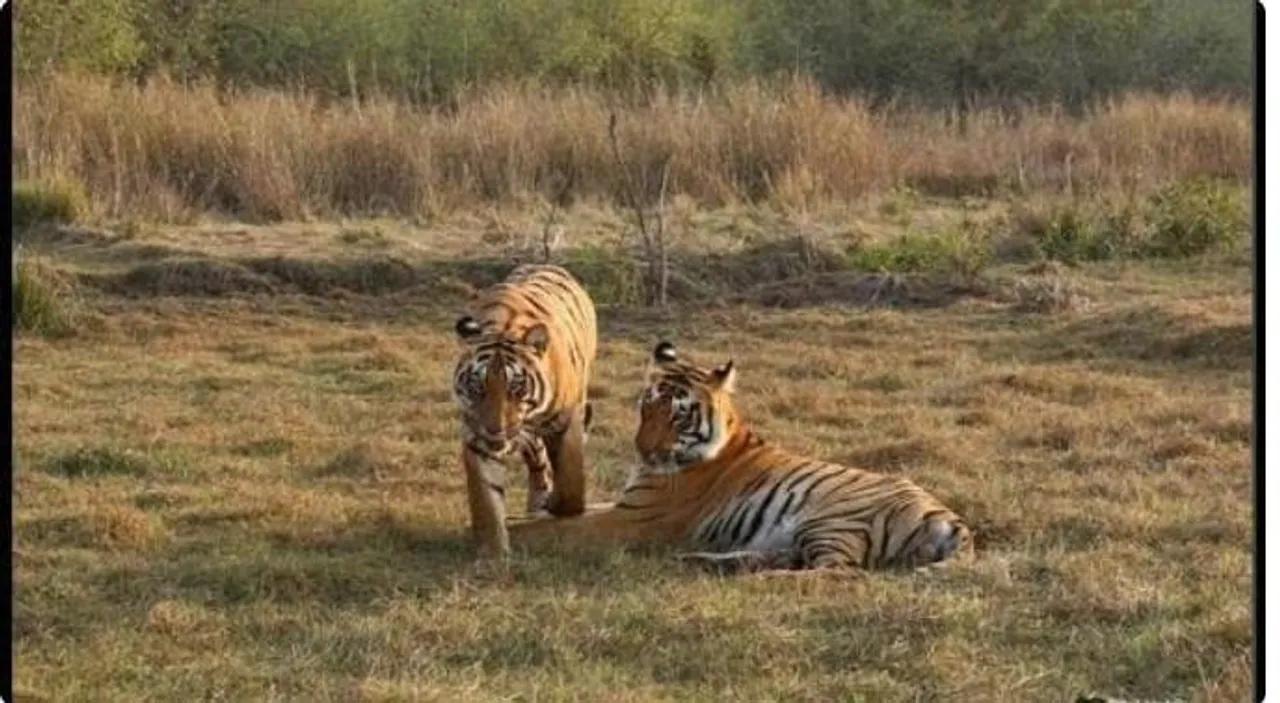 ছত্তিশগড়ের গুরু ঘাসিদাস জাতীয় উদ্যানে বাঘের মৃতদেহ উদ্ধার