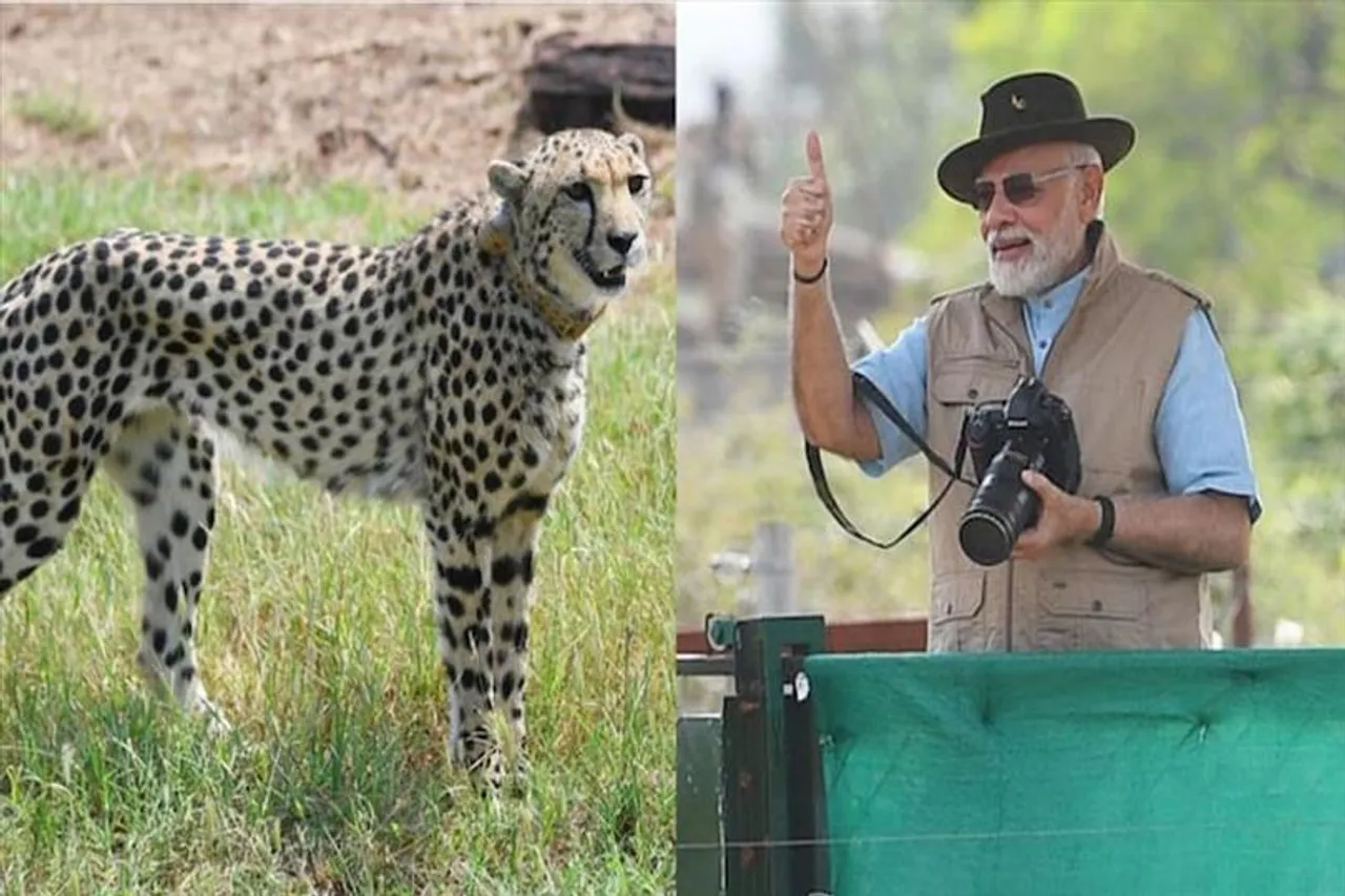 চিতাদের নিয়ে  ১.৩ কোটি ভারতীয় আনন্দিতঃ মোদী